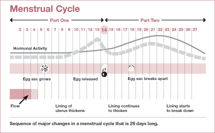 080000-Menstrual_Cycle
